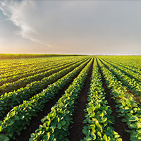 Saasdaari farm — fields and crops